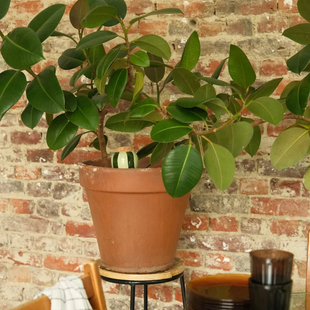 Olla hydratante - Rayé vert et vert - Pepin